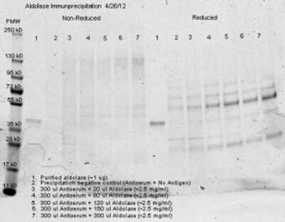 Western Blot: Aldolase A Antibody [Biotin] [NB100-2003] - Immunoprecipitation was performed with 300 ul of anti aldolase antiserum and an equal volume of varied amounts (diluted from a stock solution of ~2.5 ug/ml) of purified aldolase in PBS. Precipitation of aldolase was confirmed by comparison of increasing amounts of antigen with the control protein by SDS PAGE and observation of a 40-45 kD MW band corresponding to Aldolase.